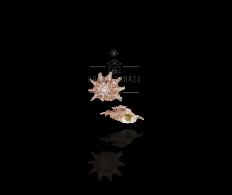 Astralium Calcar